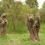 02 Jurta Hneda V Jablecnem Sadu * Chotetice