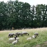02 Jurta Hneda V Jablecnem Sadu *