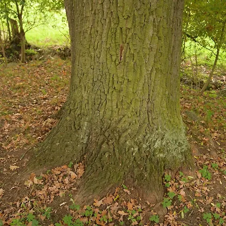 02 Jurta Hnědá V Jablečném Sadu Luxusní stan *