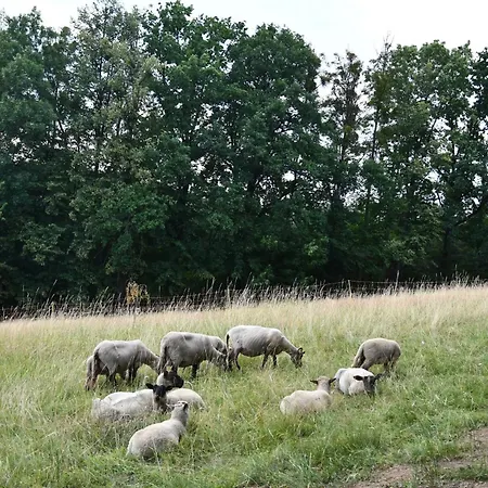 02 Jurta Hnědá V Jablečném Sadu *